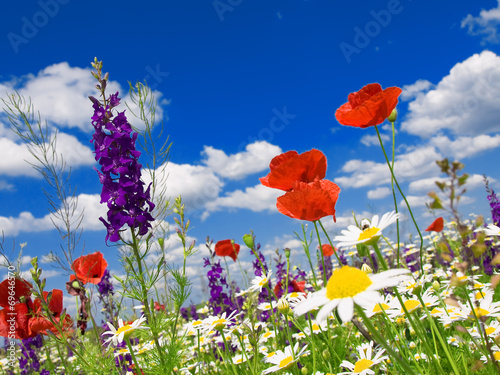 Summer wildflowers and clouds