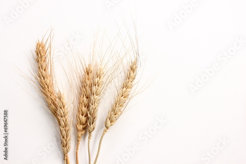 Ears of oats on a white background