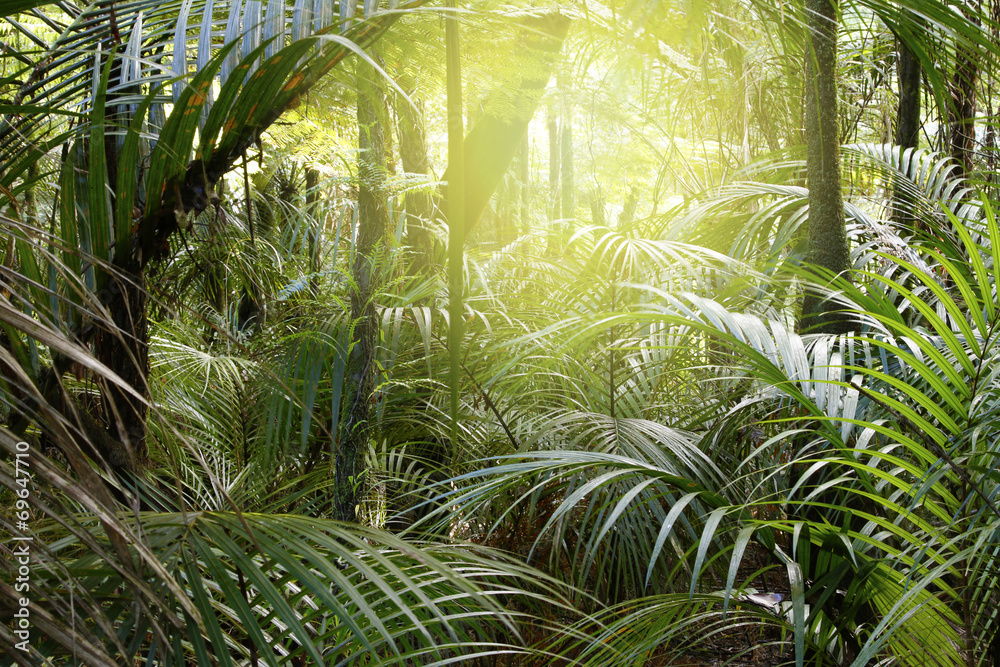 Fototapeta premium Tropical jungle forest light