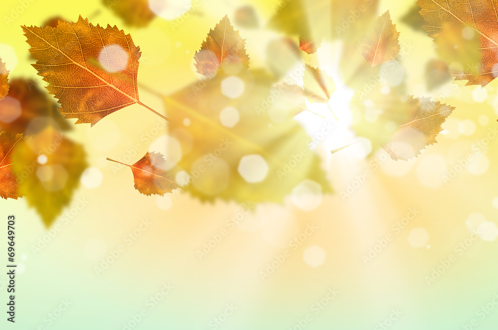 Obraz premium Autumn leaves