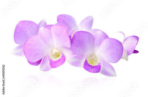 Violet orchid isolated on white background