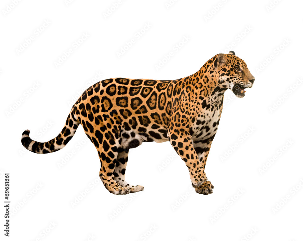 Naklejka premium jaguar ( panthera onca ) isolated