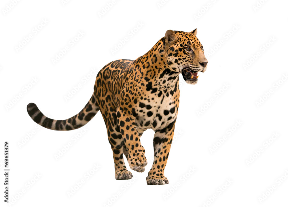 Naklejka premium jaguar (panthera onca) na białym tle