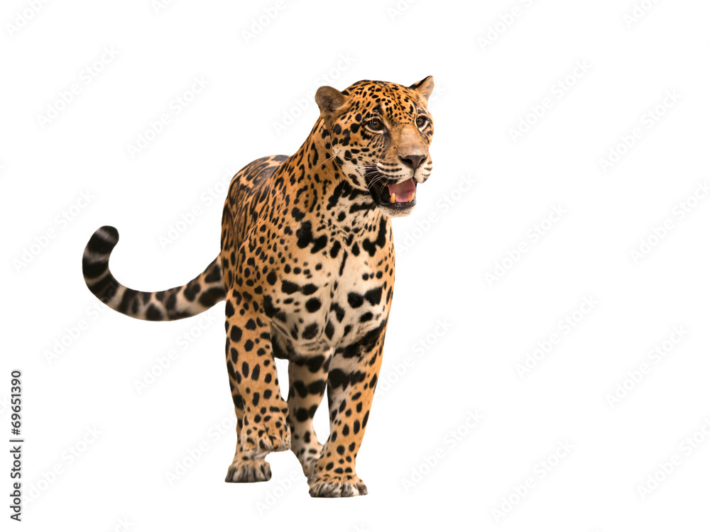 Obraz premium jaguar (panthera onca) na białym tle