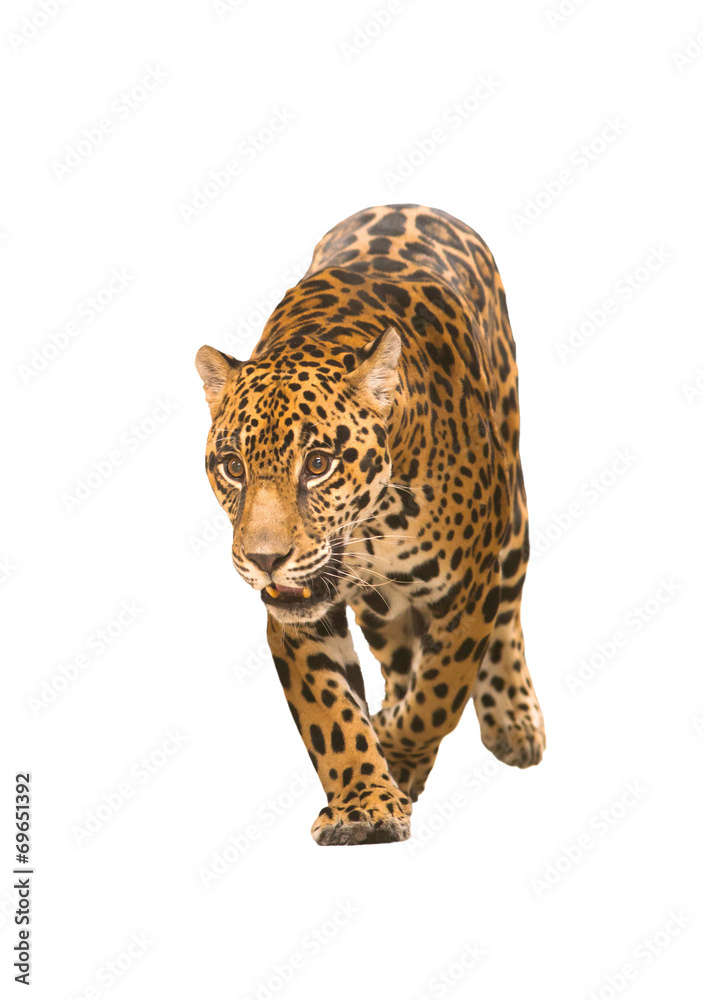Fototapeta premium jaguar ( panthera onca ) isolated