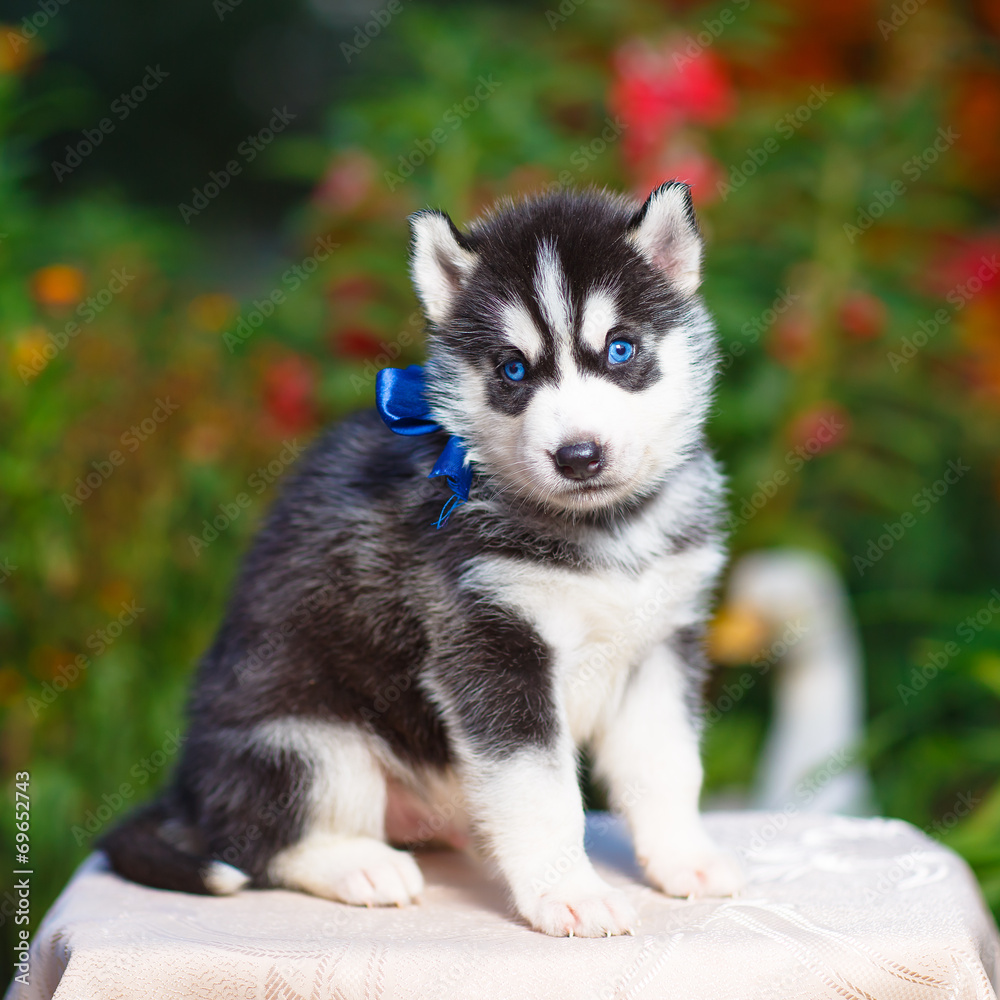 Siberian husky puppy