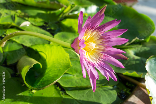 lotus flower photo