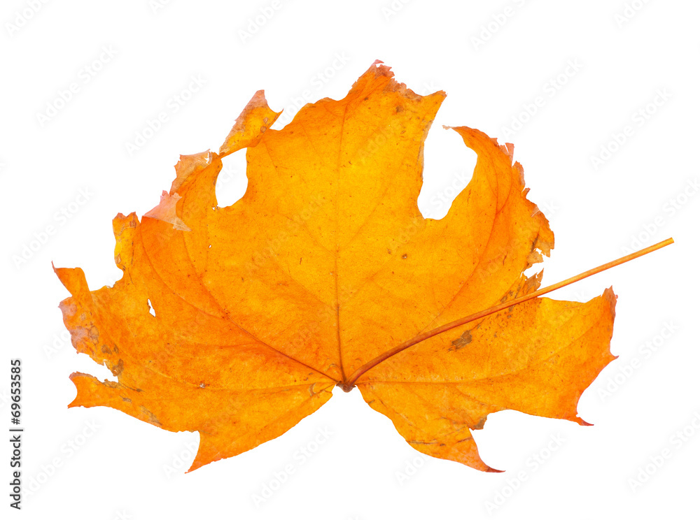 Autumn maple branch with leaves isolated on a white background Autumn maple branch with leaves isolated on a white background