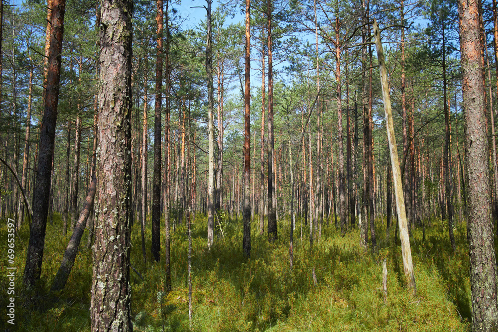 Fototapeta premium nice forest