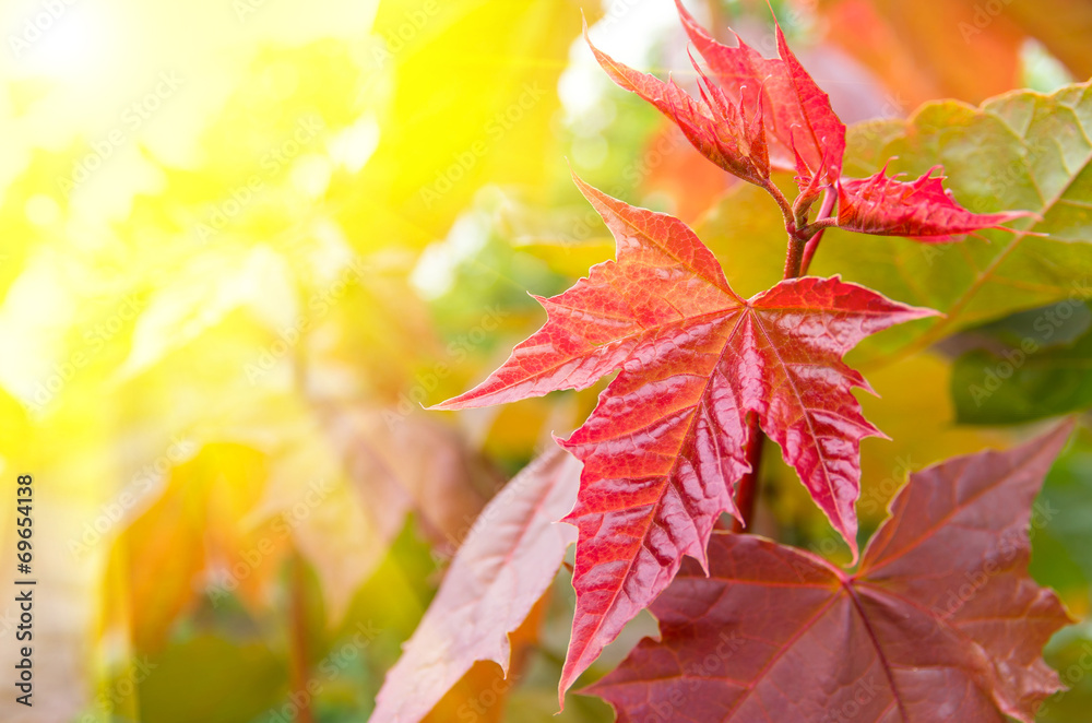 Autumn Background Autumn Background