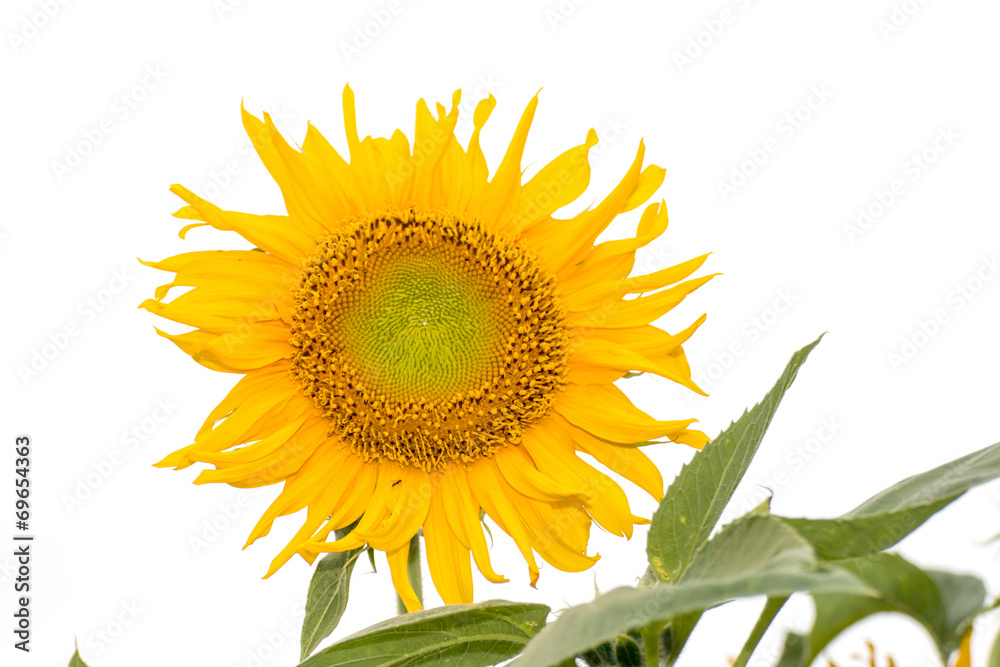 Obraz premium Sunflower