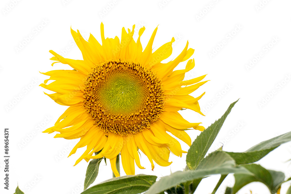 Obraz premium Sunflower