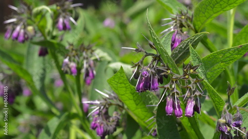 Close-up of pink flowers in garden – comfrey