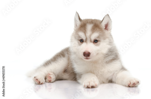 Cute little husky puppy