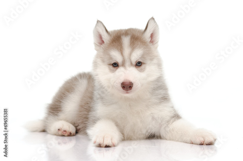 Fototapeta Naklejka Na Ścianę i Meble -  Cute little husky puppy