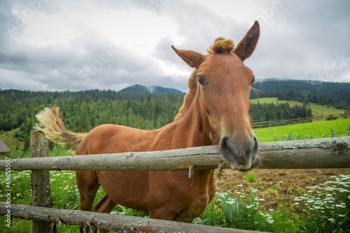 horse on nature