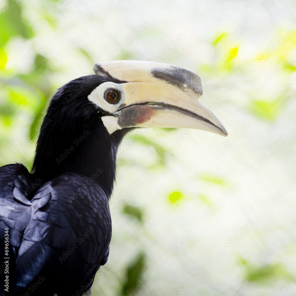 Southern pied-hornbill or Asian Pied-hornbill, Anthracoceros alb Southern pied-hornbill or Asian Pied-hornbill, Anthracoceros alb