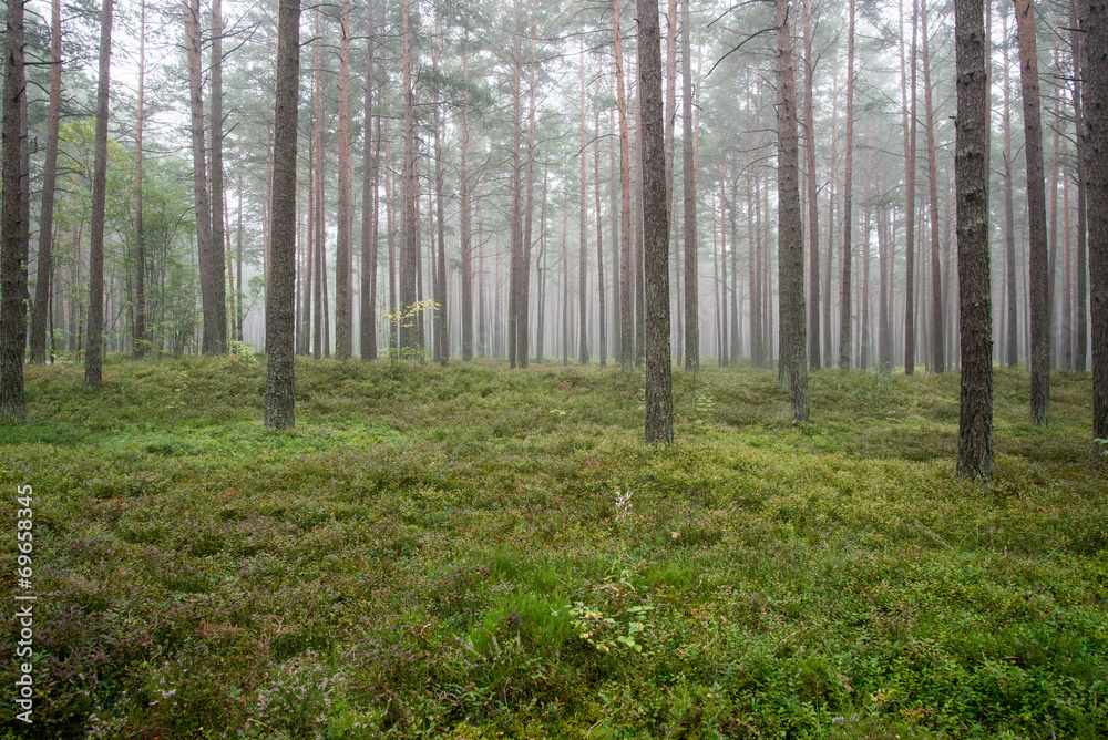 Obraz premium Misty morning in the woods