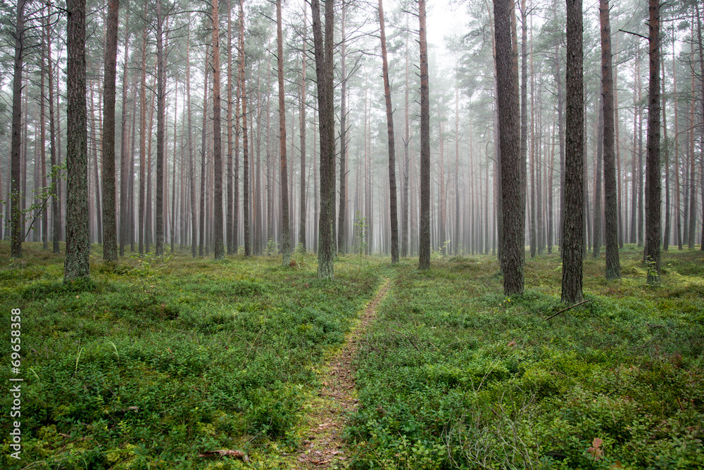 Fototapeta premium Misty morning in the woods