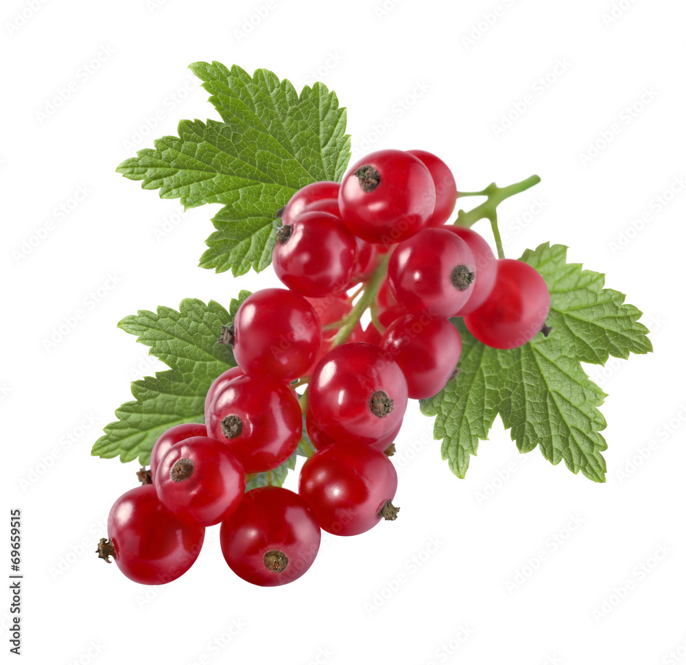 Red currant with leaf isolated on white background for packaging