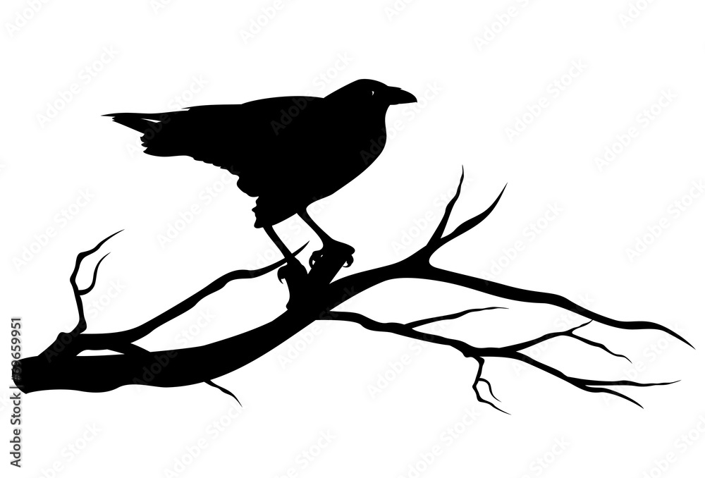 Obraz premium raven bird on tree branch