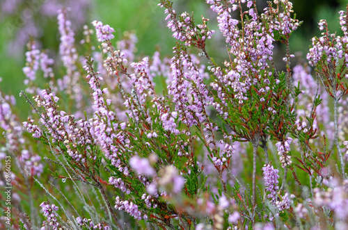 flowering heathers