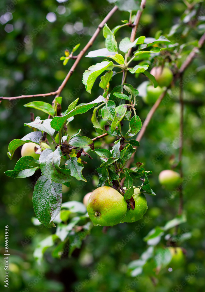 Ripe green apples with drops after rain Ripe green apples with drops after rain