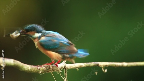 Common Kingfisher got the fish in nature of Thailand