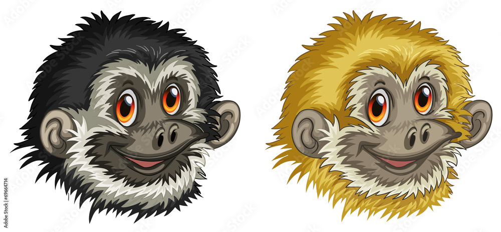 Gibbon faces Gibbon faces