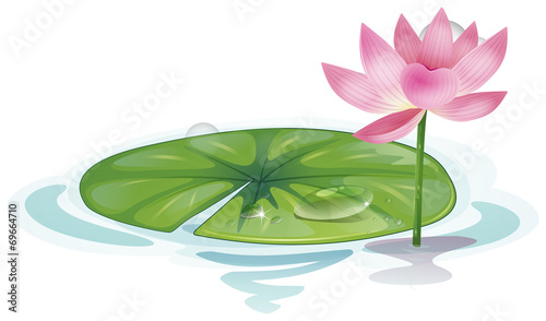 Lotus