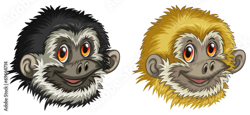 Gibbon faces