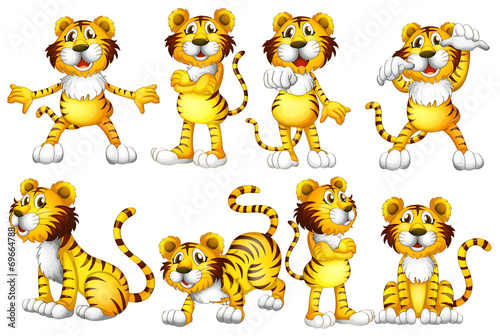 Fototapeta Naklejka Na Ścianę i Meble -  Tiger set