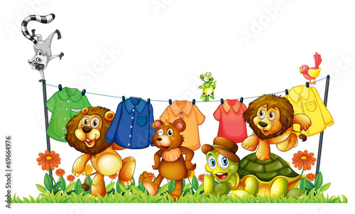 Animals and laundry