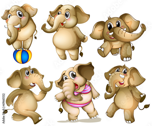Elephant set