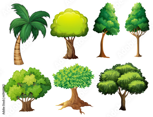 Tree set