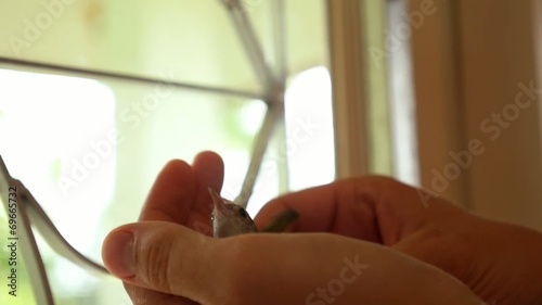 Common Tailorbird or Orthotomus atrogularis in Hands. photo