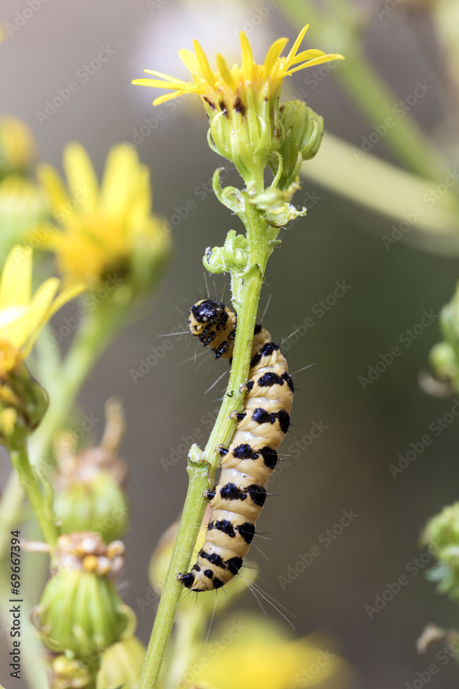 Bright green caterpillar with black spots