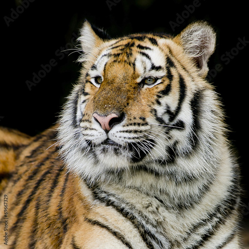 Bengal tiger