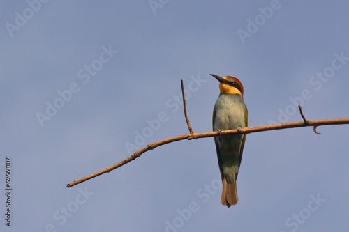 gruccione (Merops apiaster)