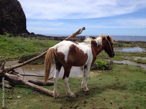 horse in the nature photo
