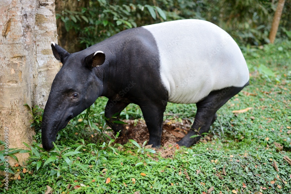 Asian Tapir Asian Tapir