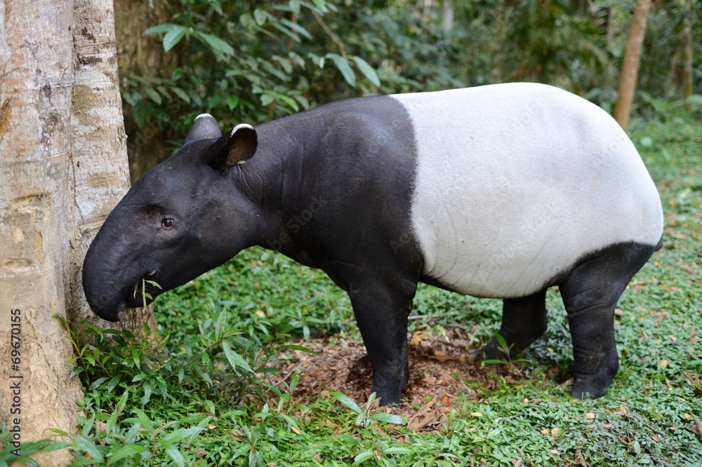 Fototapeta premium Asian Tapir