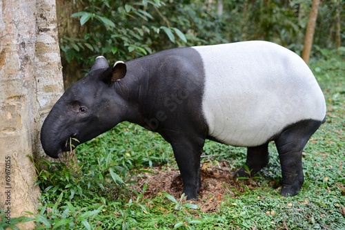 Asian Tapir