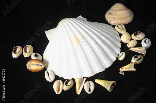 Sea Shell photo