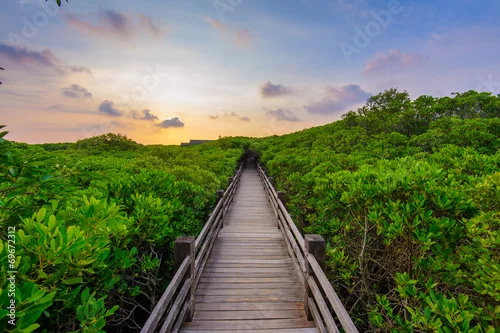 Obraz Las namorzynowy z drewnem Spacer po drodze