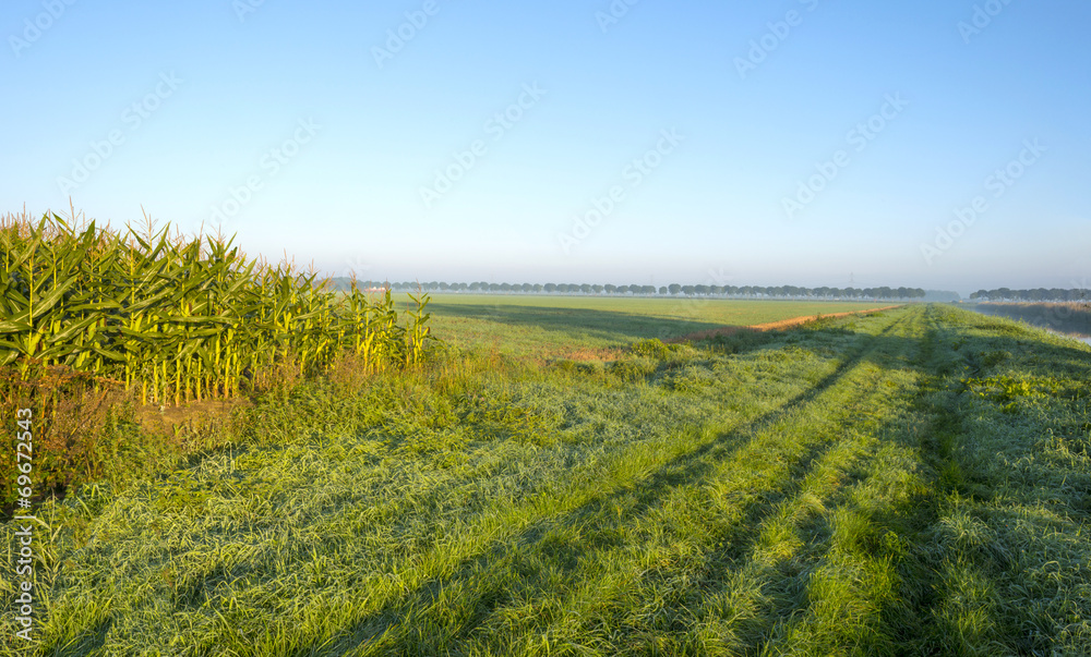 Corn growing on a field at sunrise
