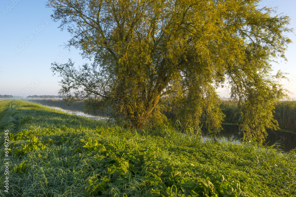 Tree along a canal at sunrise in summer Tree along a canal at sunrise in summer
