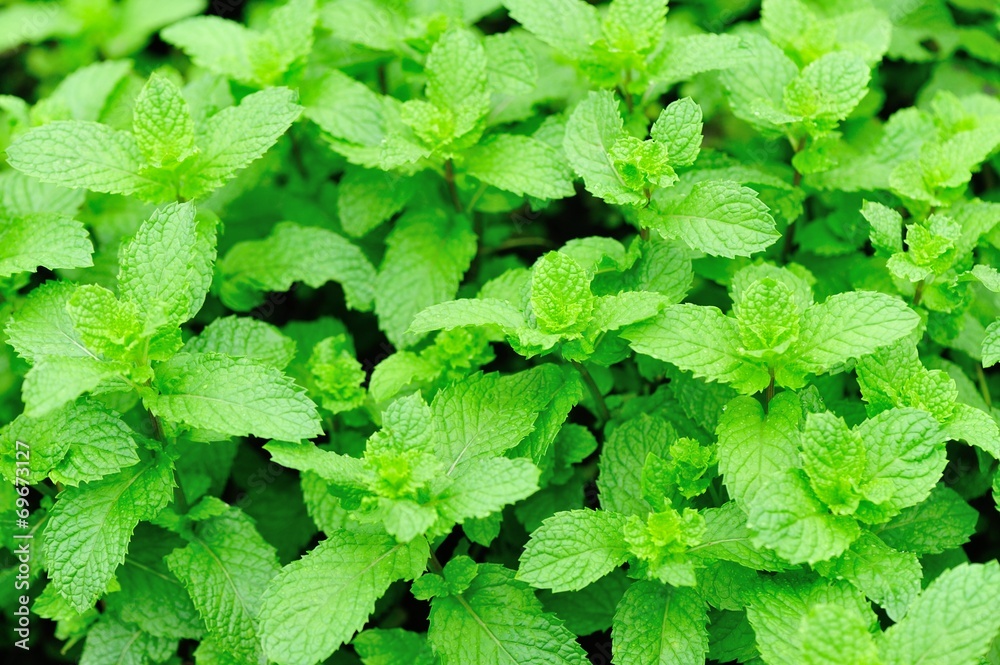 mint plants grow in vegetable garden mint plants grow in vegetable garden