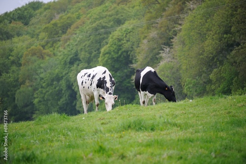 Vaches normandes
