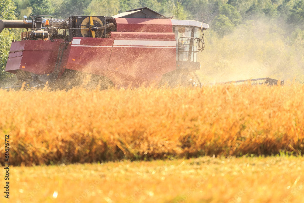 Fototapeta premium Combine harvester in field during harvesting